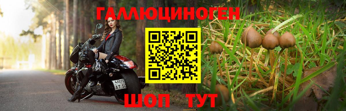 Щёкино  Галлюциногенные грибы прущие грибы  Вход с VPN 
